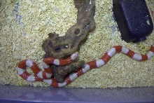 Albino Nelsoni female