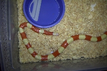 Albino Nelsoni male