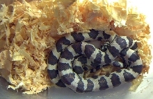 normal coloration f1 jungle corn