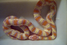 zigzag amel jungle corn