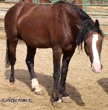 Dixie Rose