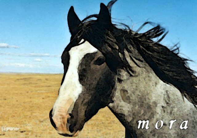 Mora Horse