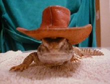 cowboy bruno revised