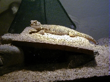 my mali uromastyx, bruno