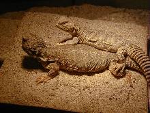 my mali uromastyx