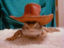 cowboy bruno