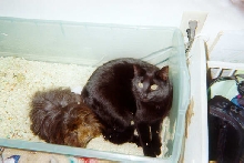 Cleopatra the black kitty