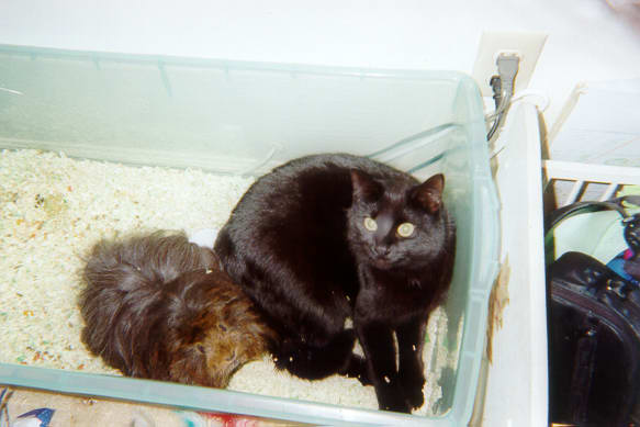 Cleopatra the black kitty
