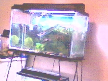 Cosmo's Tank on Top