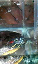 RES eyes in tank