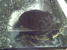 RES in tank