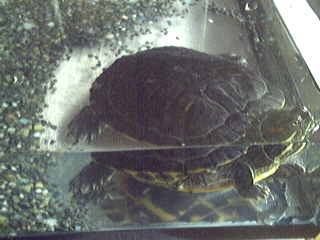 RES in tank
