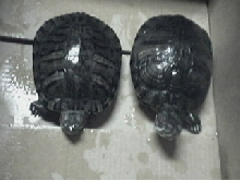 RES Box Turtles?