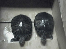 RES Box Turtles