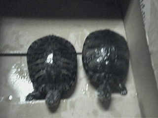 RES Box Turtles
