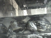 RES buds waiting
