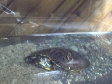 RES in tank (age 13)