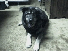 shep x