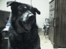shep x