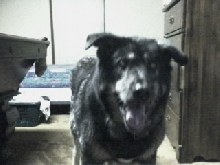 shep x