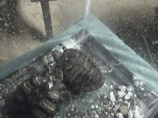 Playing waiting for fish