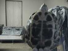 Turtle