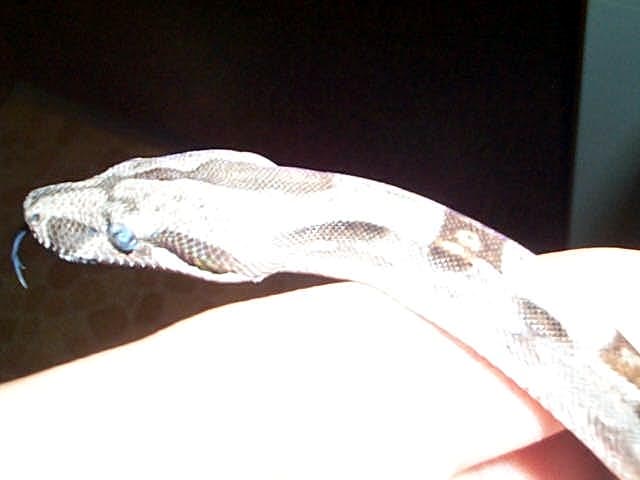 BLUE EYES JUST SHED