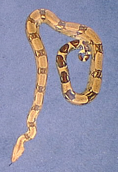 Another pic of Dakin
