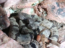 Rockrattlesnakepair2