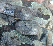 rock rattlesnake pair