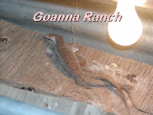 gillenibreeding06