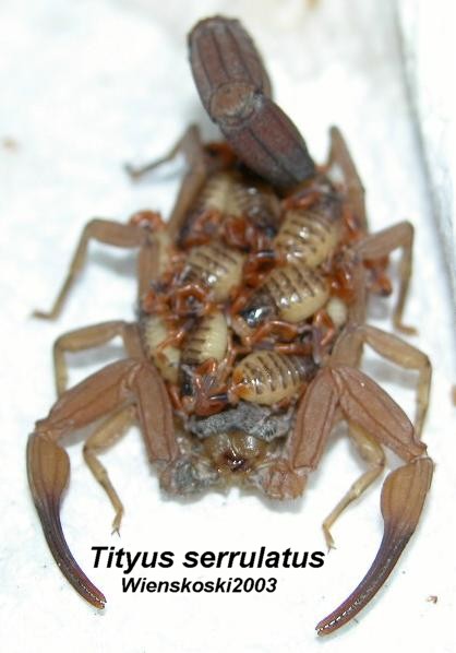tityus serrulatus
