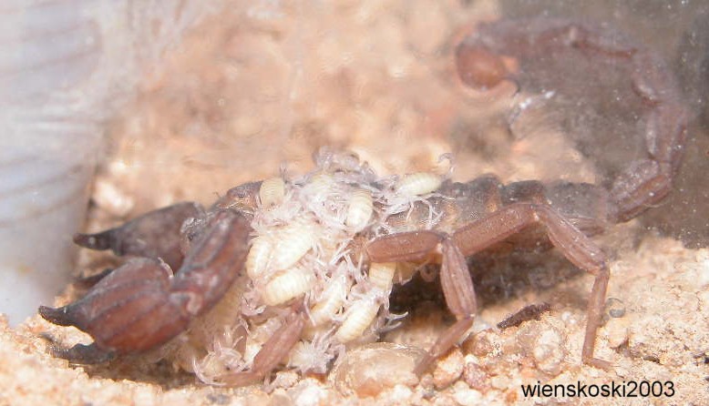 zabius fuscus