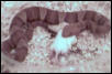 copper, pigmy