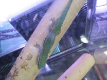 CEPEDIANA