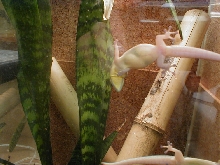 klemmeri with eggs
