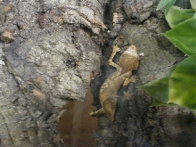 calcium sacs