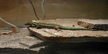 barbouri