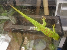 grandis female