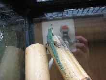 male cepediana