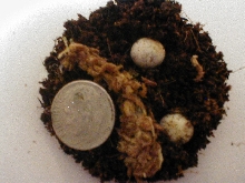 phantasticus eggs