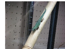 male cepediana