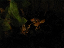 HUNTING  AT NIGHT