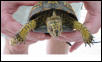 Wayward Box Turtle 1