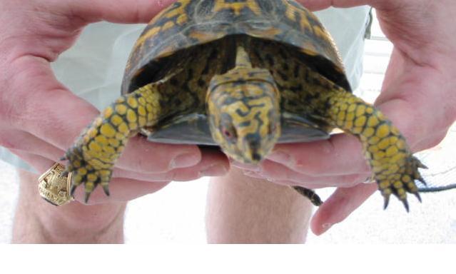 Wayward Box Turtle 1