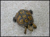 Wayward Box Turtle 2