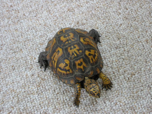 Wayward Box Turtle 2
