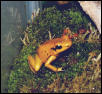 orange terribilis