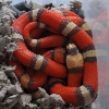 hypo males
