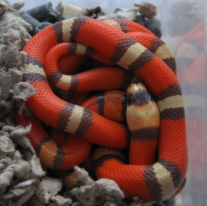 hypo males